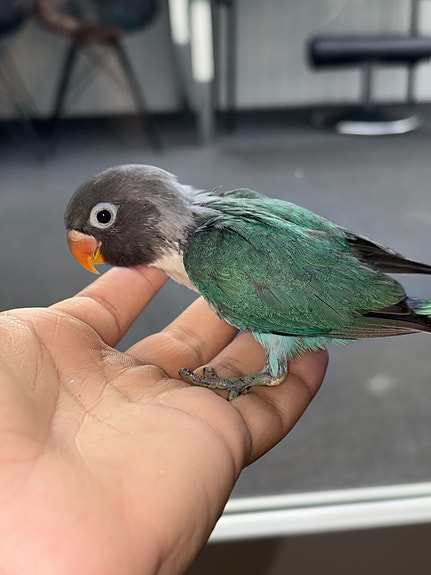 Product image 7 of 10