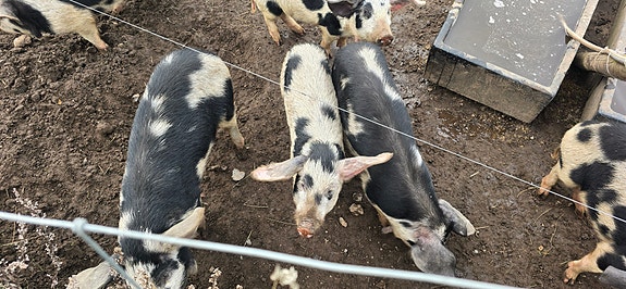 Product image 1 of 10