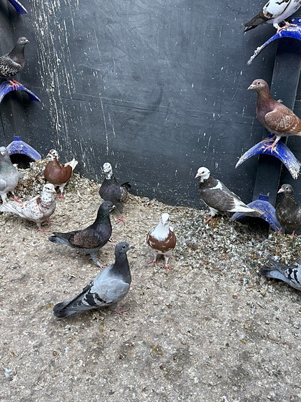 Product image 4 of 7