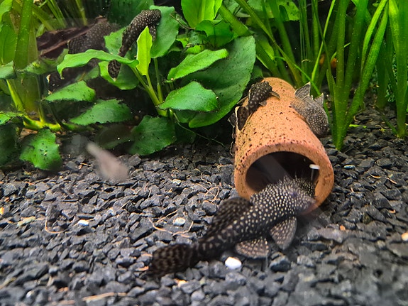 Product image 1 of 6