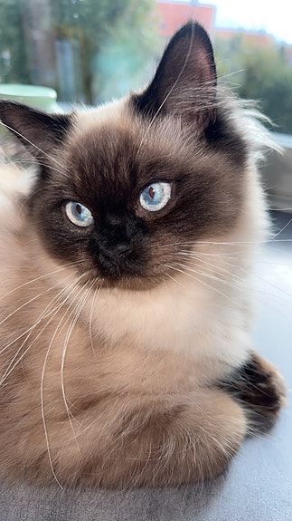 Product image 2 of 7