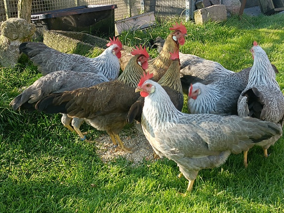 Product image 7 of 10