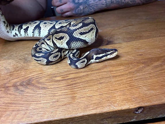 Product image 9 of 10