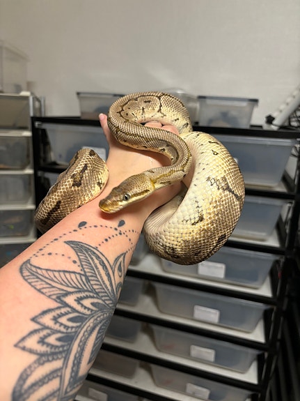 Product image 4 of 4