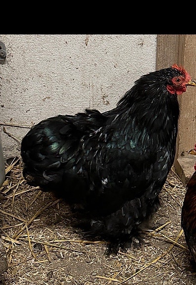 Product image 1 of 6