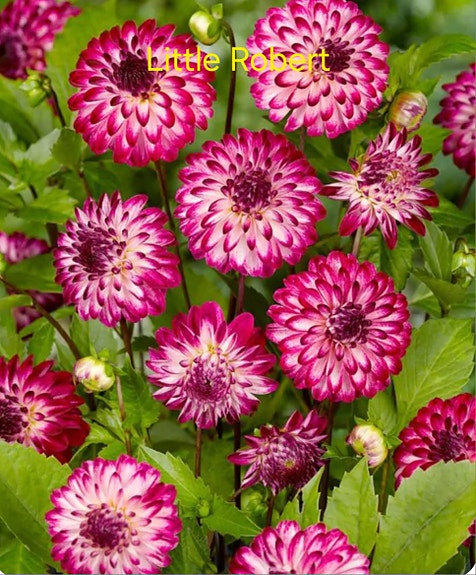 Product image 12 of 12
