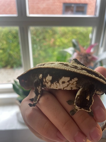 Product image 7 of 8