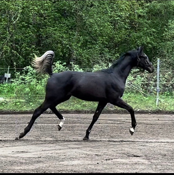 Product image 1 of 10