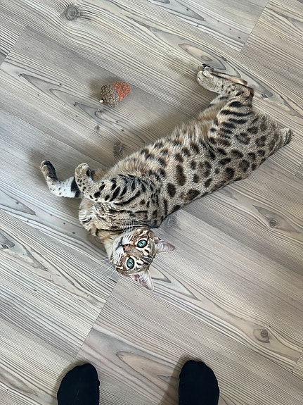 Product image 8 of 10