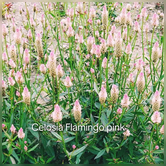Product image 33 of 38