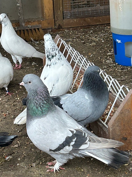 Product image 5 of 10