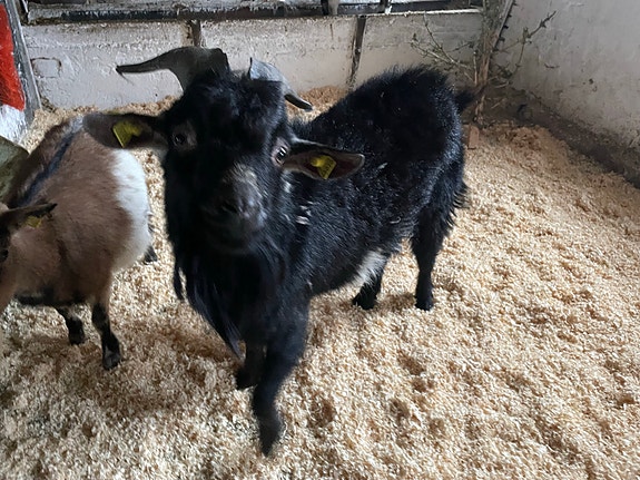 Product image 1 of 5