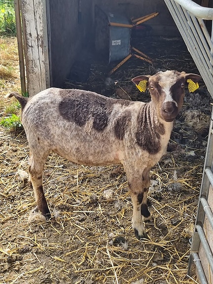 Product image 4 of 8