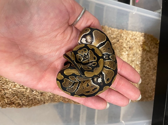 Product image 7 of 10