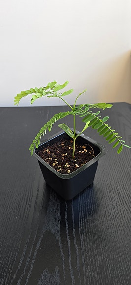 Product image 12 of 21