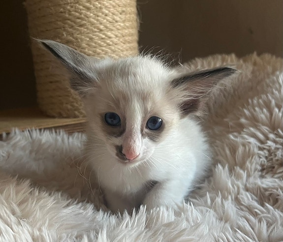 Product image 8 of 10