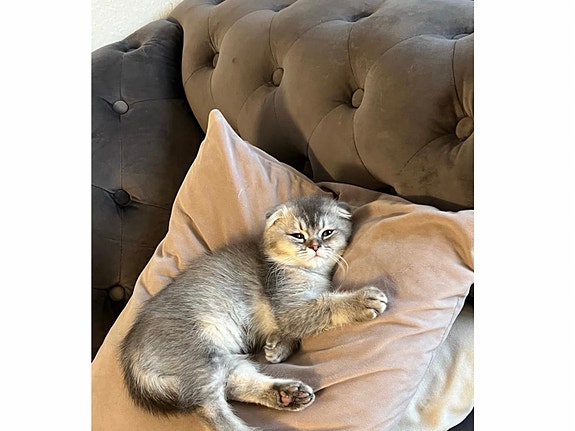 Product image 3 of 8