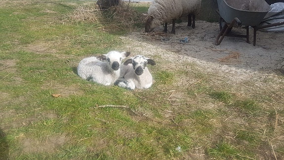 Product image 1 of 4