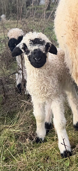 Product image 1 of 8