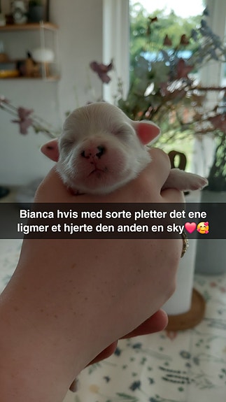 Product image 5 of 12