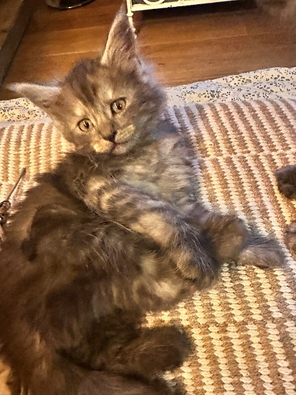 Product image 2 of 10