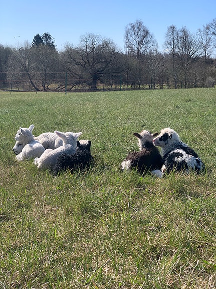 Product image 15 of 16