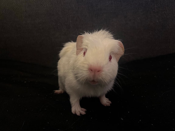 Product image 1 of 10