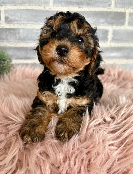 Product image 1 of 10