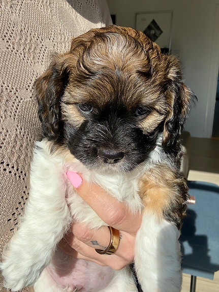 Product image 7 of 10