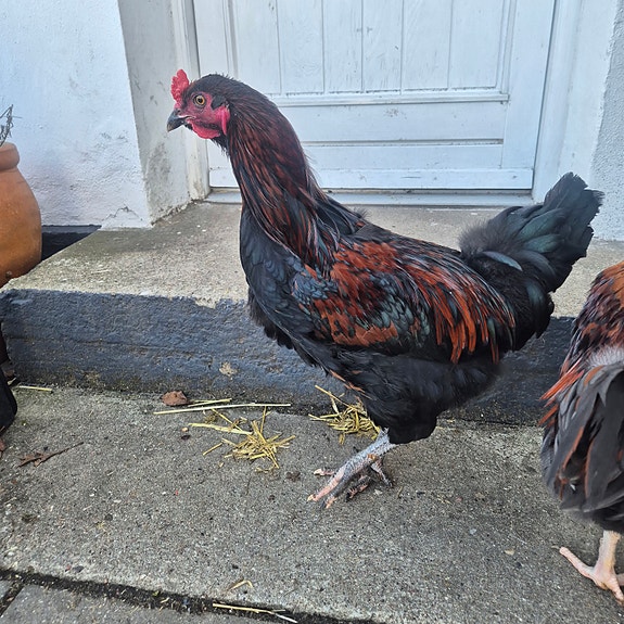 Product image 7 of 8