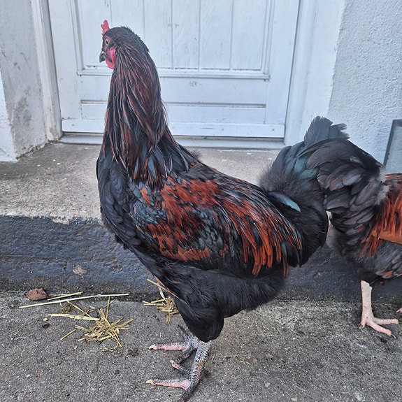 Product image 8 of 8