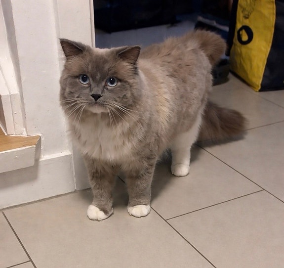 Product image 4 of 9