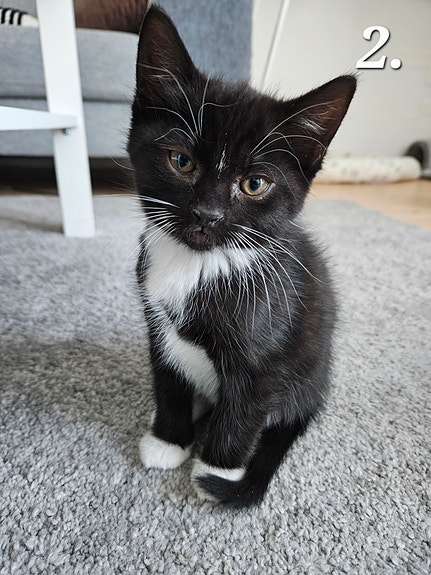 Product image 6 of 10