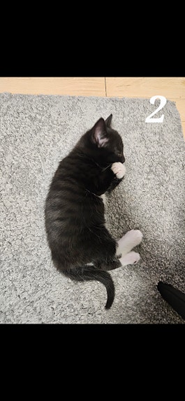 Product image 7 of 10