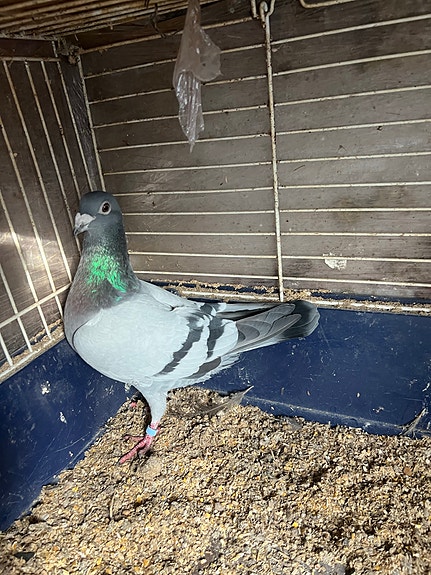 Product image 8 of 10