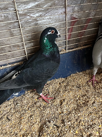 Product image 7 of 10