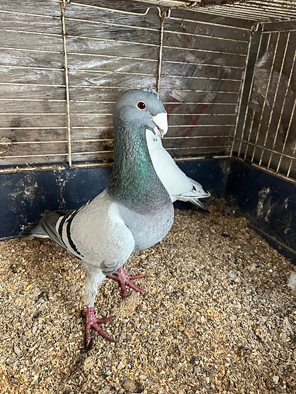 Product image 5 of 10