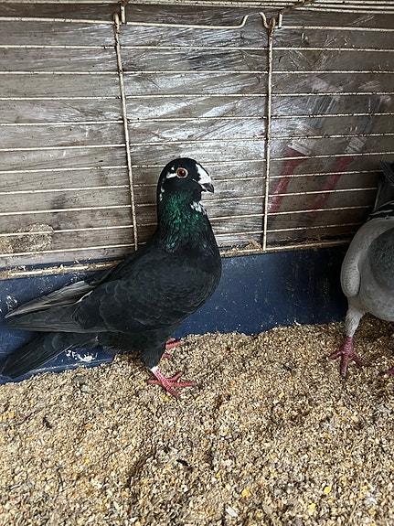 Product image 9 of 10