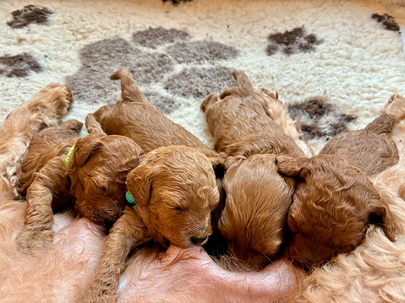 Product image 5 of 9