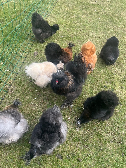 Product image 8 of 10