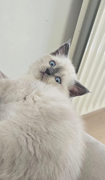 Product image 6 of 7