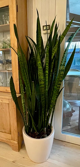 Product image 1 of 7