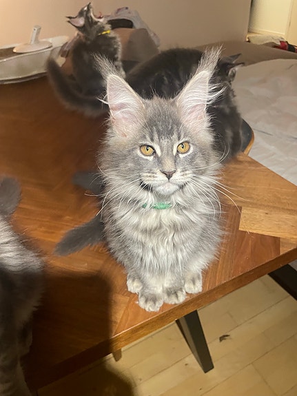 Product image 8 of 10