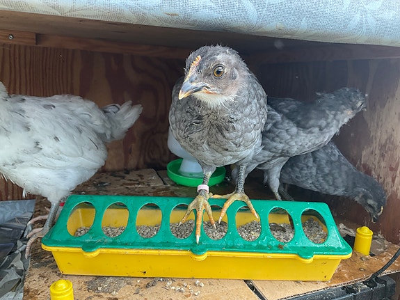 Product image 5 of 10