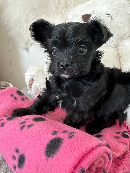 Product image 1 of 10