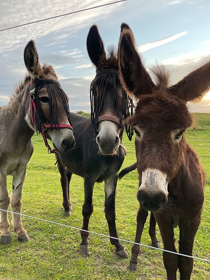 Product image 1 of 10