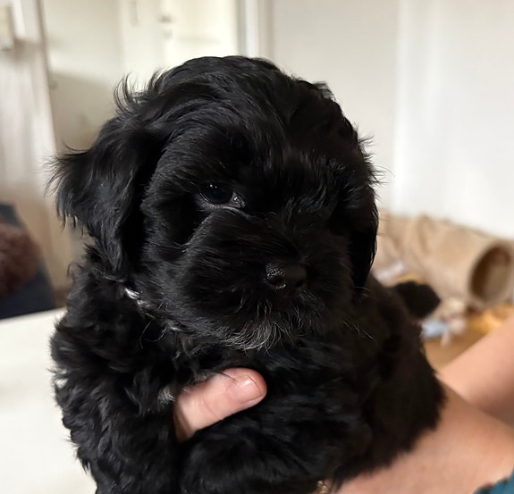 Product image 1 of 10