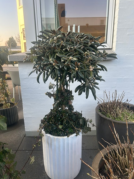 Product image 1 of 9