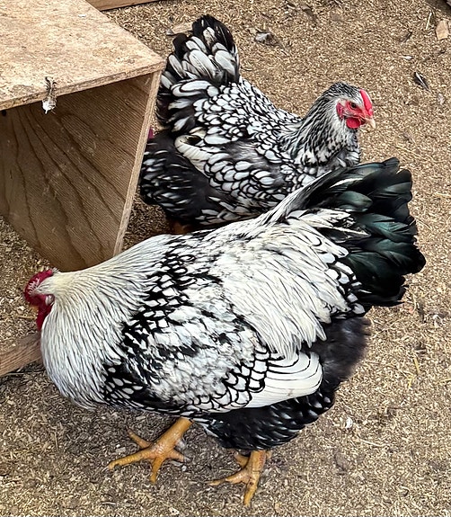 Product image 1 of 2