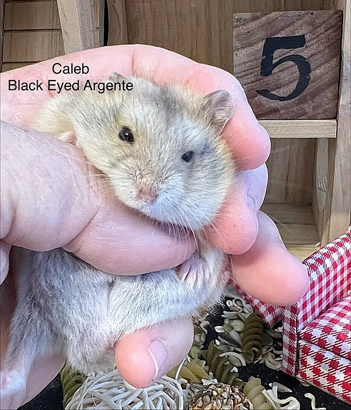 Product image 5 of 9